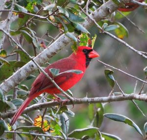 Virginia Northern Cardinal
